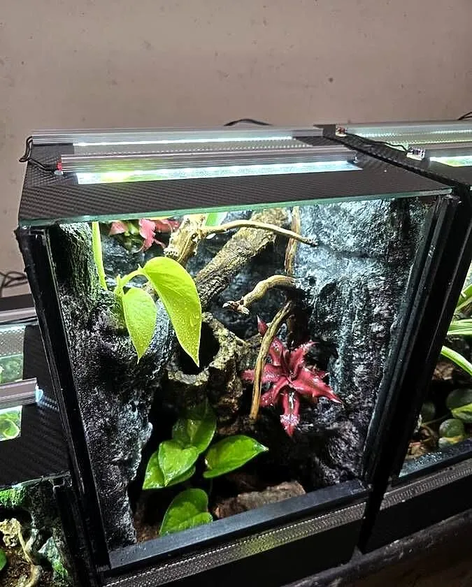 Terrarium tropikalne 25x25x40 z gekonami płaczącymi, Wielkopolskie, Ostrów Wielkopolski