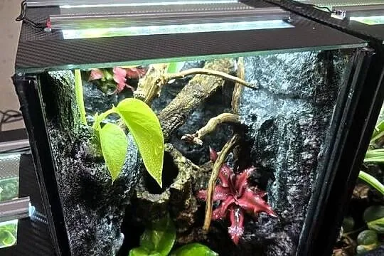 Terrarium tropikalne 25x25x40 z gekonami płaczącymi, Wielkopolskie, Ostrów Wielkopolski