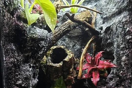 Terrarium tropikalne 25x25x40 z gekonami płaczącymi, Wielkopolskie, Ostrów Wielkopolski