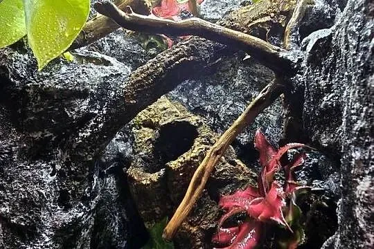 Terrarium tropikalne 25x25x40 z gekonami płaczącymi, Wielkopolskie, Ostrów Wielkopolski