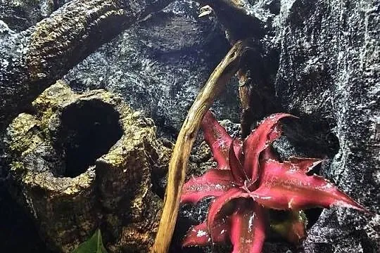 Terrarium tropikalne 25x25x40 z gekonami płaczącymi, Wielkopolskie, Ostrów Wielkopolski