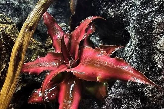 Terrarium tropikalne 25x25x40 z gekonami płaczącymi, Wielkopolskie, Ostrów Wielkopolski