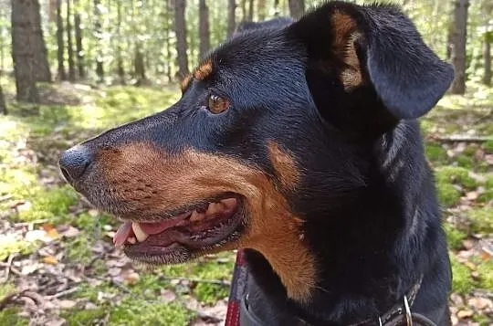 Młody, energiczny i kotolubny! Forest, pokochaj go