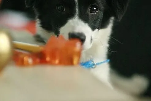 Sally - śliczna dziecina :)