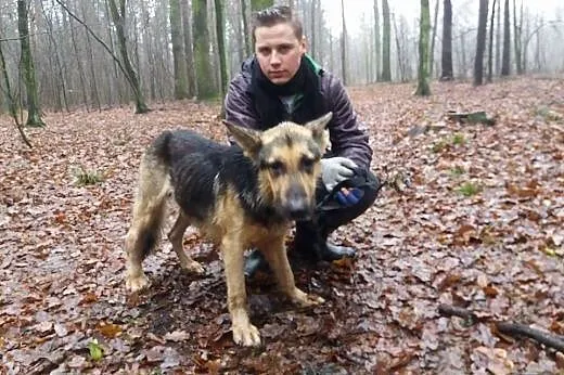 Rikko, przepiękny pies w typie OWCZARKA NIEMIECKIE