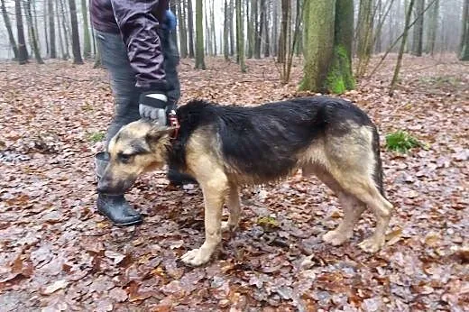 Rikko, przepiękny pies w typie OWCZARKA NIEMIECKIE