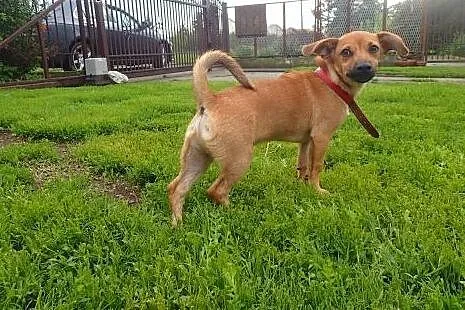 Sezam mikropsiak do adopcji,  łódzkie Skierniewice