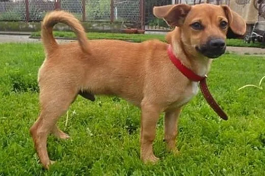 Sezam mikropsiak do adopcji,  łódzkie Skierniewice