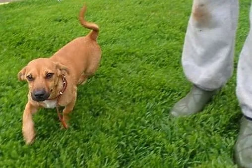 Sezam mikropsiak do adopcji,  łódzkie Skierniewice