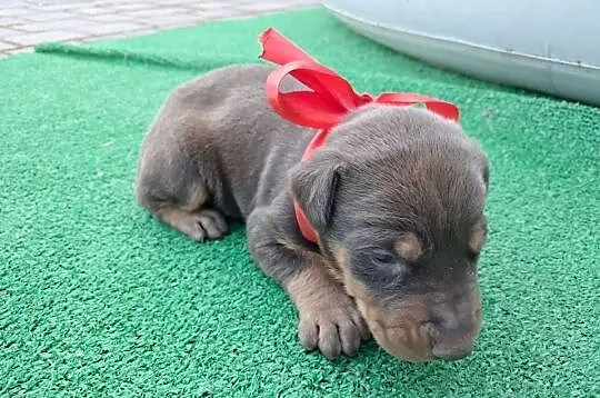 Doberman brązowa suczka, Świętokrzyskie, Ostrowiec Świętokrzyski