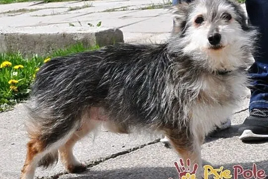 STRYSZEK-niewielki, energiczny psiak szuka odpowiedzialnego domu, adopcja, Małopolskie, Kraków