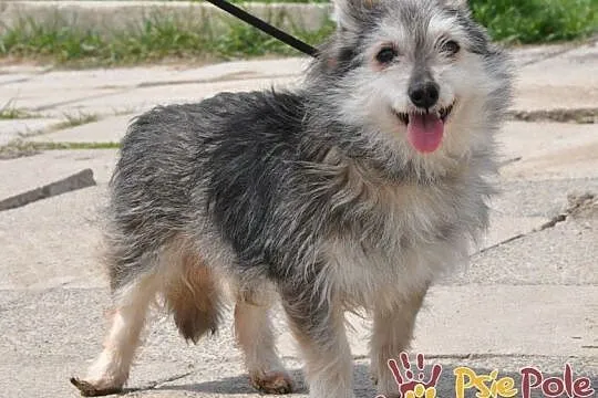 STRYSZEK-niewielki, energiczny psiak szuka odpowiedzialnego domu, adopcja, Małopolskie, Kraków