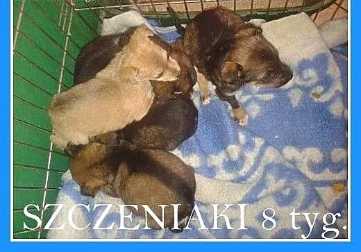 8 tyg.szczeniaki,pieski,suczki,szczepione.ADOPCJA,