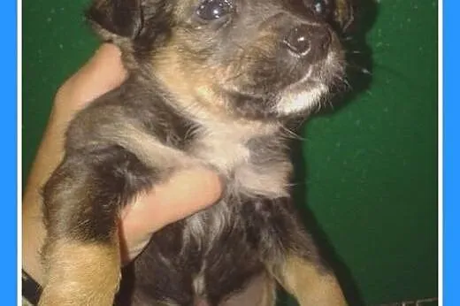 8 tyg.szczeniaki,pieski,suczki,szczepione.ADOPCJA,