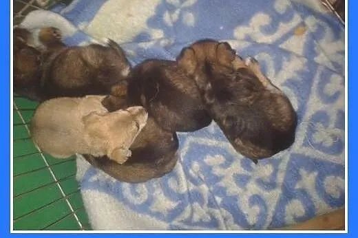 8 tyg.szczeniaki,pieski,suczki,szczepione.ADOPCJA,