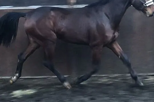 Ogierek po Con Spirito hol., , 