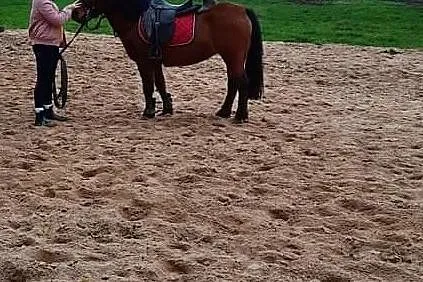 Sprzedam konia, , Nowy
