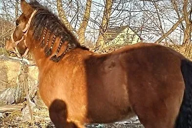 Sprzedam konia, , Nowy