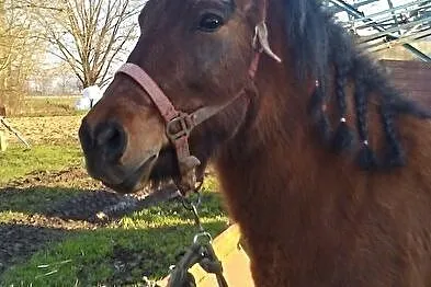 Sprzedam konia, , Nowy
