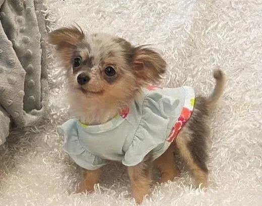Wybitne i piękne Chihuahua Długie włosy. dostępne