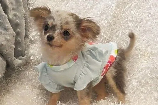 Wybitne i piękne Chihuahua Długie włosy. dostępne 