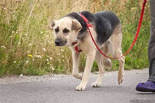 Saba, spokojna, bardzo grzeczna i przyjazna sunia 
