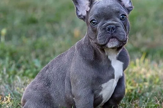 Oferuję do adopcji dwa samce rasy buldoga francuskiego Gotowy na zmianę domu., , Biała Podlaska