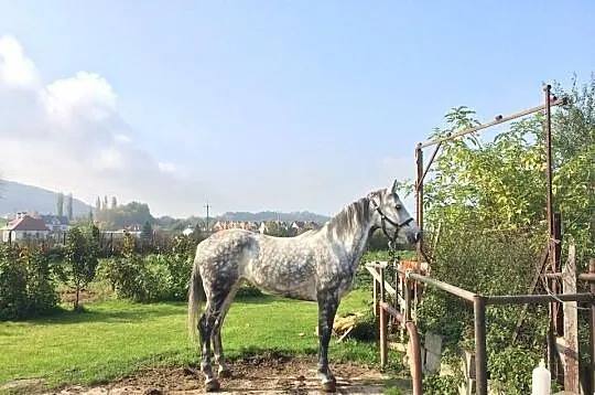 Klacz, zaprzęg
