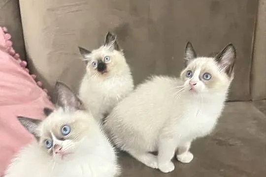 Kotki w typie rasy Ragdoll 13 tygodni, kocurki
