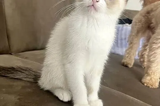 Kotki w typie rasy Ragdoll 13 tygodni, kocurki, Lubelskie, Chełm