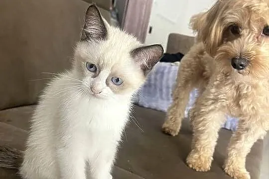 Kotki w typie rasy Ragdoll 13 tygodni, kocurki, Lubelskie, Chełm