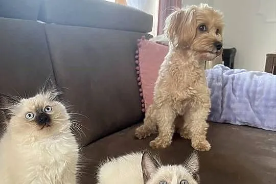 Kotki w typie rasy Ragdoll 13 tygodni, kocurki, Lubelskie, Chełm