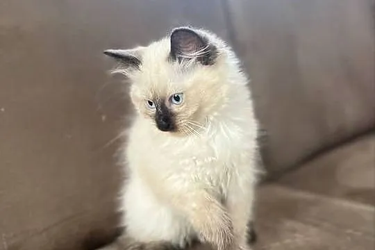 Kotki w typie rasy Ragdoll 13 tygodni, kocurki, Lubelskie, Chełm