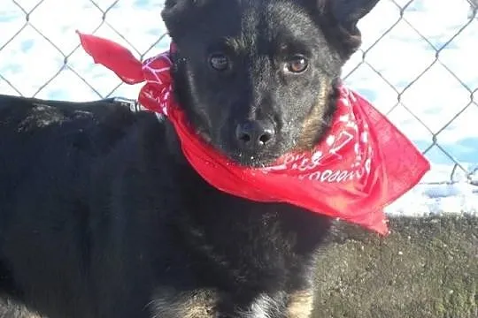 Staś uroczy psiak szuka domku ADOPCJA ŁTOnZ