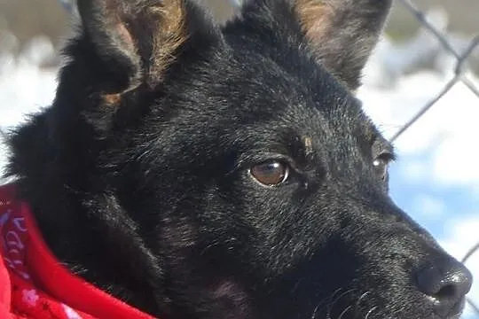 Staś uroczy psiak szuka domku ADOPCJA ŁTOnZ