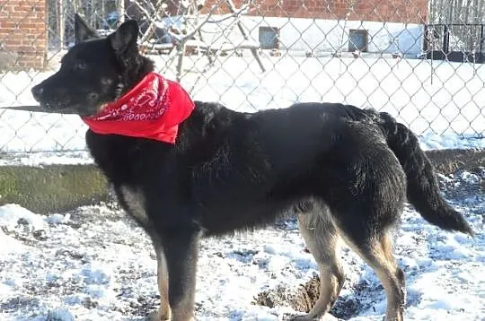 Staś uroczy psiak szuka domku ADOPCJA ŁTOnZ