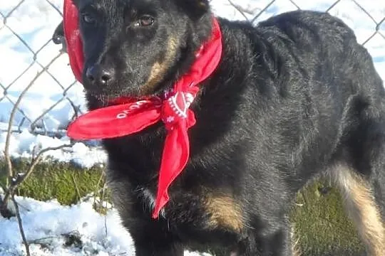 Staś uroczy psiak szuka domku ADOPCJA ŁTOnZ