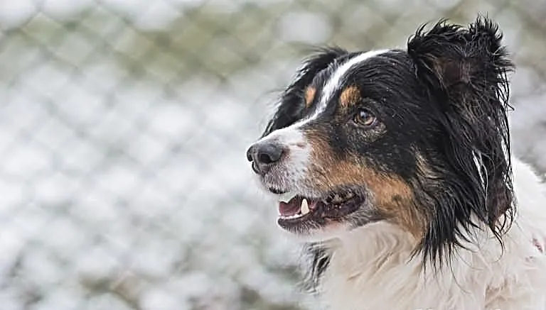 Piękny WILDE border collie czeka na dom