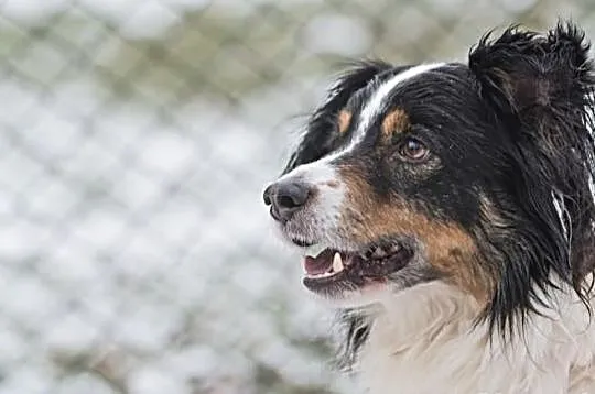 Piękny WILDE border collie czeka na dom