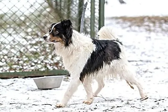 Piękny WILDE border collie czeka na dom