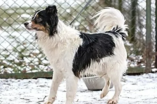 Piękny WILDE border collie czeka na dom