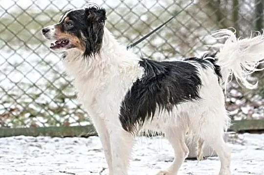 Piękny WILDE border collie czeka na dom