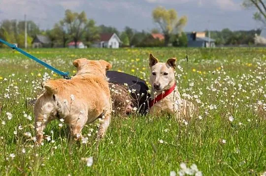 Cześć, jestem Bezik! Czy już mnie pokochałeś?
