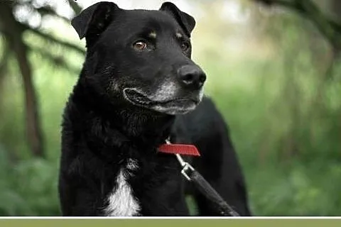 MADOX,16kg,łagodny,rodzinny,przyjazny pies.ADOPCJA
