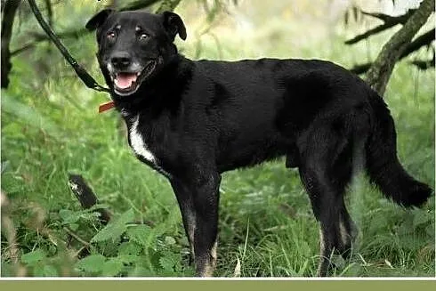 MADOX,16kg,łagodny,rodzinny,przyjazny pies.ADOPCJA