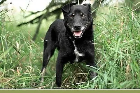 MADOX,16kg,łagodny,rodzinny,przyjazny pies.ADOPCJA