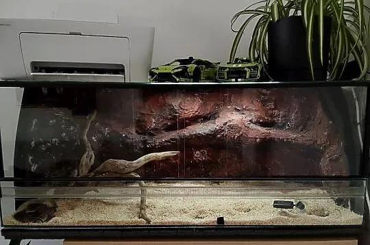 Terrarium plus pyton królewski - samiczka., Podkarpackie, Rzeszów