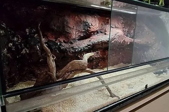 Terrarium plus pyton królewski - samiczka., Podkarpackie, Rzeszów