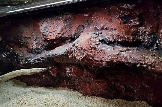 Terrarium plus pyton królewski - samiczka., Podkarpackie, Rzeszów