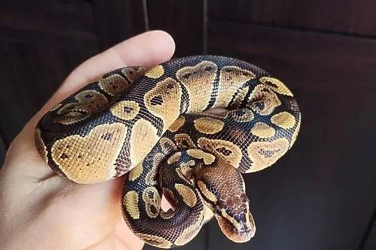 Terrarium plus pyton królewski - samiczka., Podkarpackie, Rzeszów